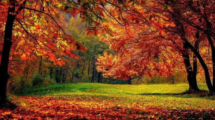 Fall Scents